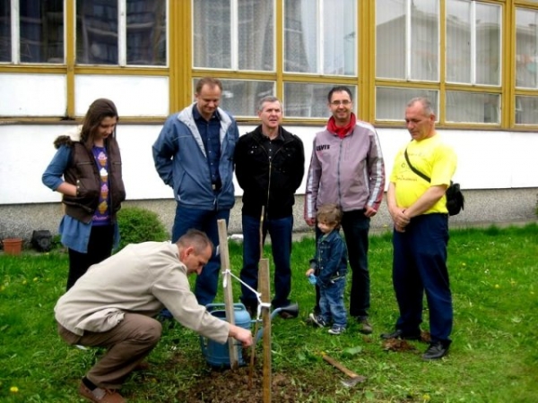 Kaki tree planted in Zavidovici